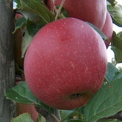 Pommier greffé Boskoop Rouge