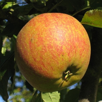 Pommier greffé Cox's Orange