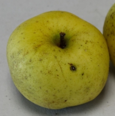 Pommier greffé Reinette Blanche du Canada