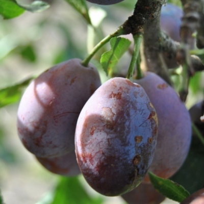 Prunier Prune d'Ente, Prunier Prune d'Agen