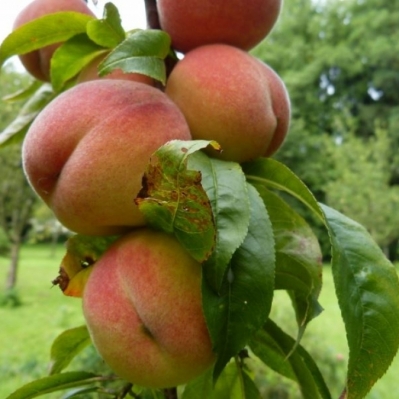 Pêcher Pêche de Vigne