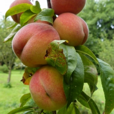 Pêcher Reine des Vergers