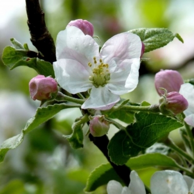 Pommier greffé Benedictin