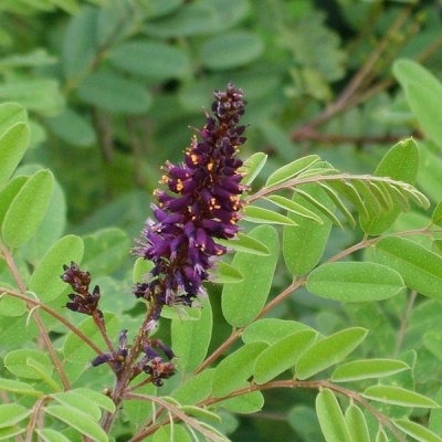 Faux Indigo fructicosa