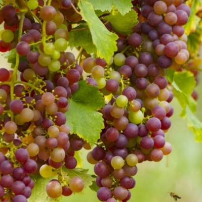 Vigne à raisin de table Cardinal