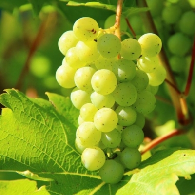 Vigne à raisin de table Chasselas blanc