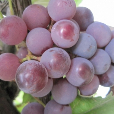 Vigne à raisin de table Chasselas Rose Royal