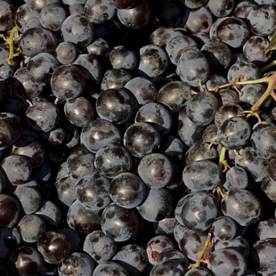 Vigne à raisin de table Muscat de Hambourg