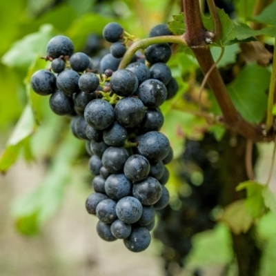 Vigne à raisin de table Napoléon