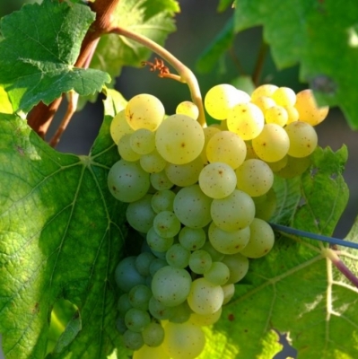 Vigne à raisin de table Perlette