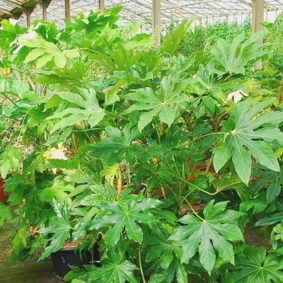 Fatsia du japon