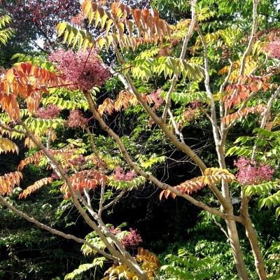 ARALIA