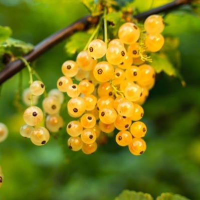 Groseillier à grappes Versaillaise Blanche