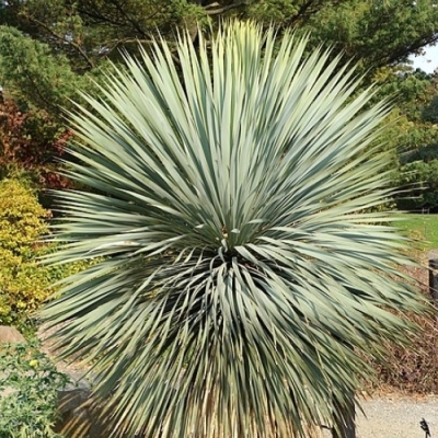 Yucca rostrata