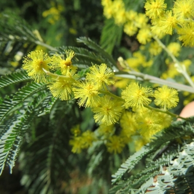 Mimosa d'hiver