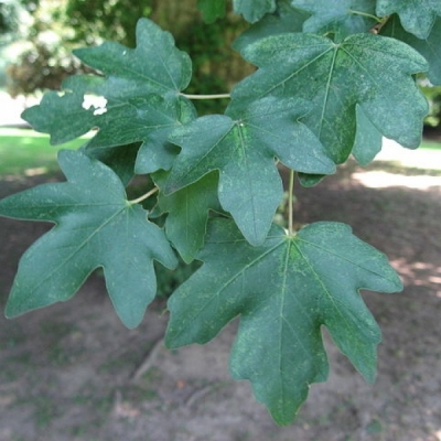 Érable champêtre