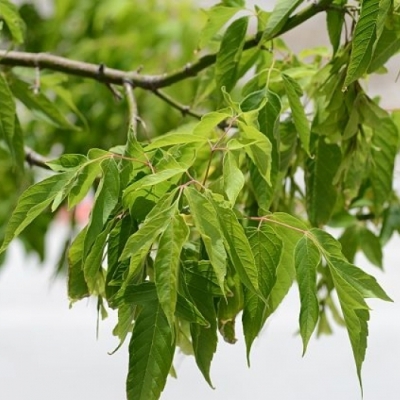 Érable à feuilles de frêne