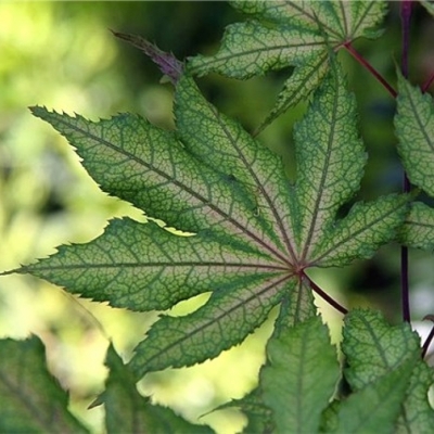 ACER palmatum