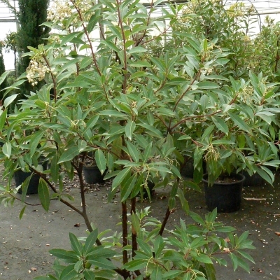 Arbousier à longues feuilles