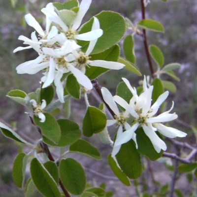 AMELANCHIER