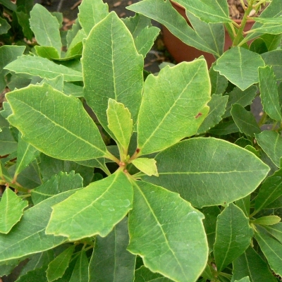 Arbousier à feuilles de Chêne