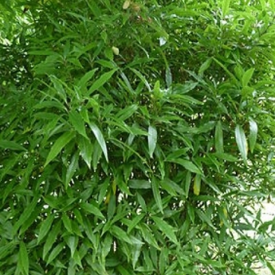 Aucuba du Japon Longifolia