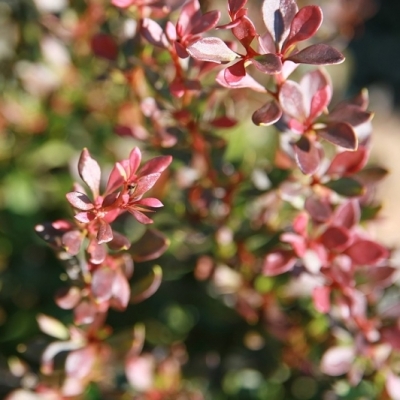 Épine-vinette de Thunberg Bagatelle