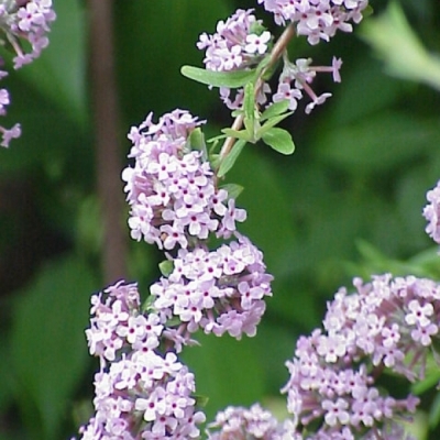 BUDDLEJA / Arbre aux papillons