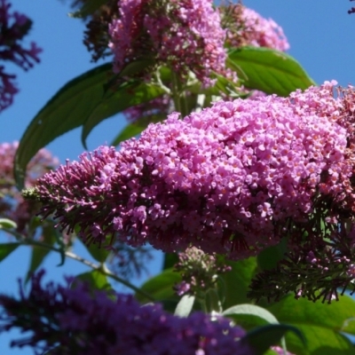 Arbre aux papillons Charming