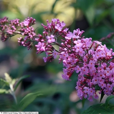 Arbre aux papillons Pink Delight