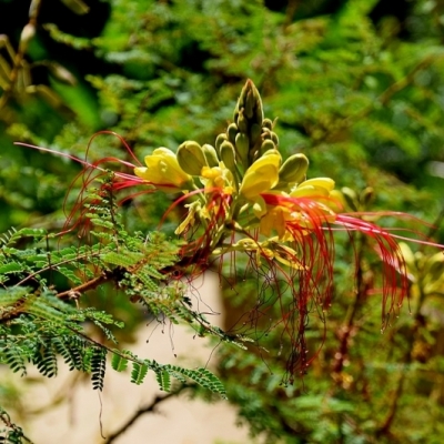 CAESALPINIA