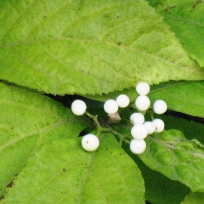 Arbuste aux bonbons Blanc