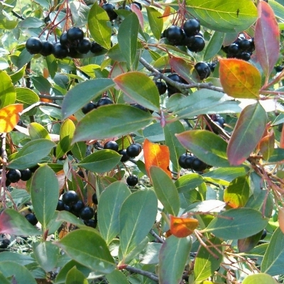 Aronie à fruits noirs