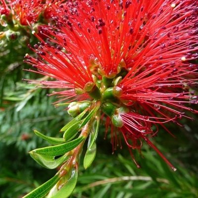 CALLISTEMON / Rince-bouteille