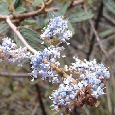 Ceanothe caeruleus, Ceanothe azureus