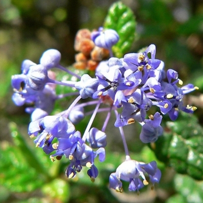 Ceanothe Victoria, Lilas de Californie Victoria