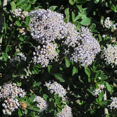 Ceanothe rampante, Lilas de Californie rampante