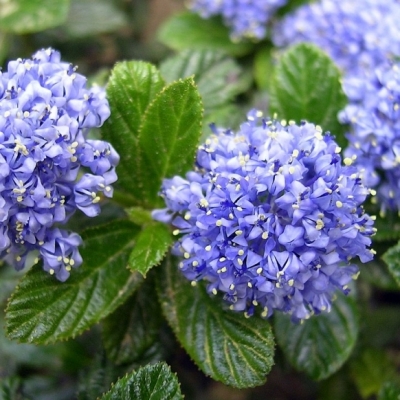 Ceanothe Repens, Lilas de Californie Repens