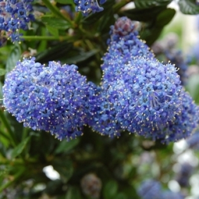 Ceanothe Autumnal Blue, Lilas de Californie Autumnal Blue
