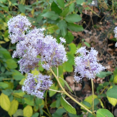 Ceanothe Gloire de Versailles, Lilas de Californie Gloire de Versailles