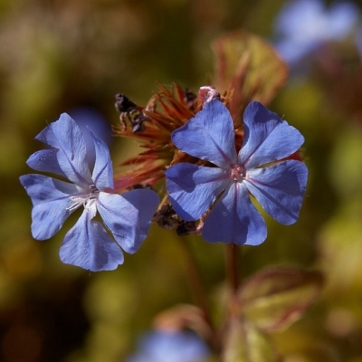 Plumbago griffithii