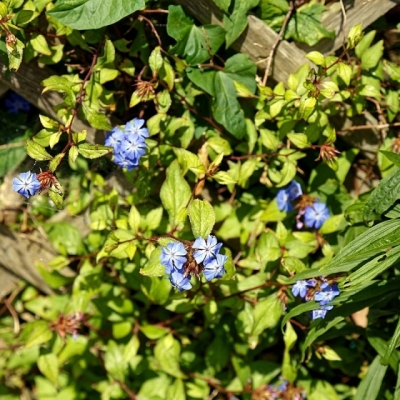 Plumbago willmottianum