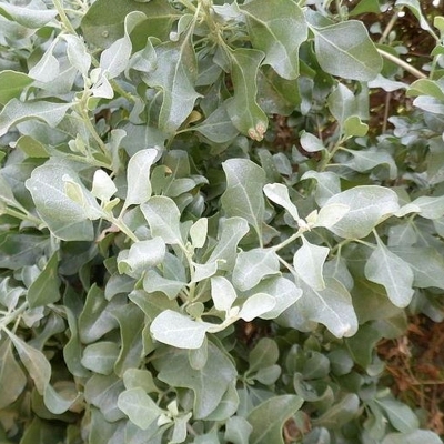 ATRIPLEX