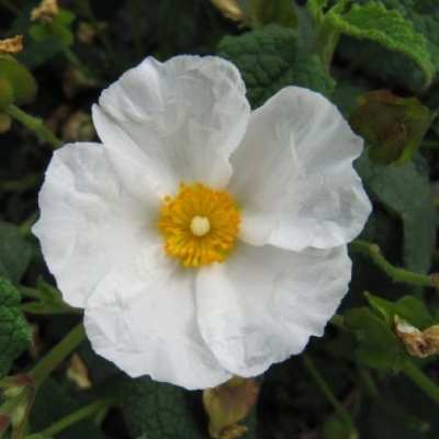 Ciste des Corbières, Rose du Soleil des Corbières