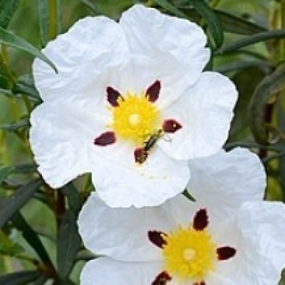 Ciste x loretii, Rose du Soleil x loretii