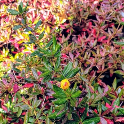 Berberis x frikaartii Amstelveen