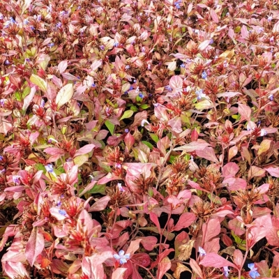 Plumbago de Chine