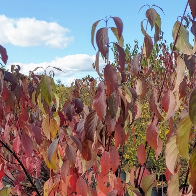 CORNUS / Cornouiller