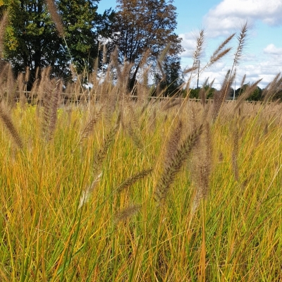 Herbe aux écouvillons