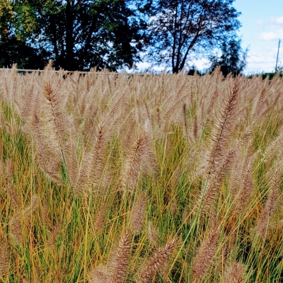 Herbe aux écouvillons Hameln